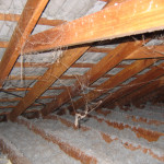 Mr Fluffy - Loose Fill Asbestos