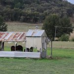 Broken fibro shed used as animal enclosure